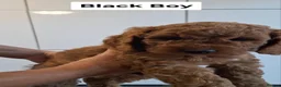 Cockapoo dogs for sale: Dark Red Cockapoo puppies  in Maidstone - Advert 10