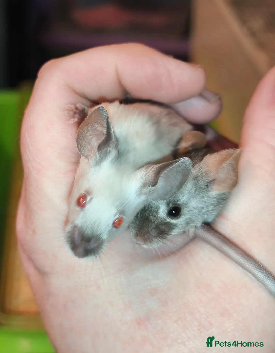 Mouse rodents for sale: Female mice in various colours - Advert 3