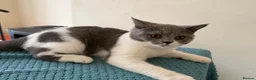 British Shorthair cats for sale: Gorgeous GCCF British Shorthair Kittens ❤️ Ready  - Advert 15