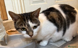 Mixed Breed cats for sale: Two beautiful cats - Image 7