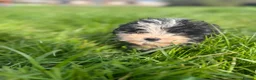 Sheepadoodle dogs for sale: Micro mini Sheepadoodles 1 littlegirlleft - Advert 8