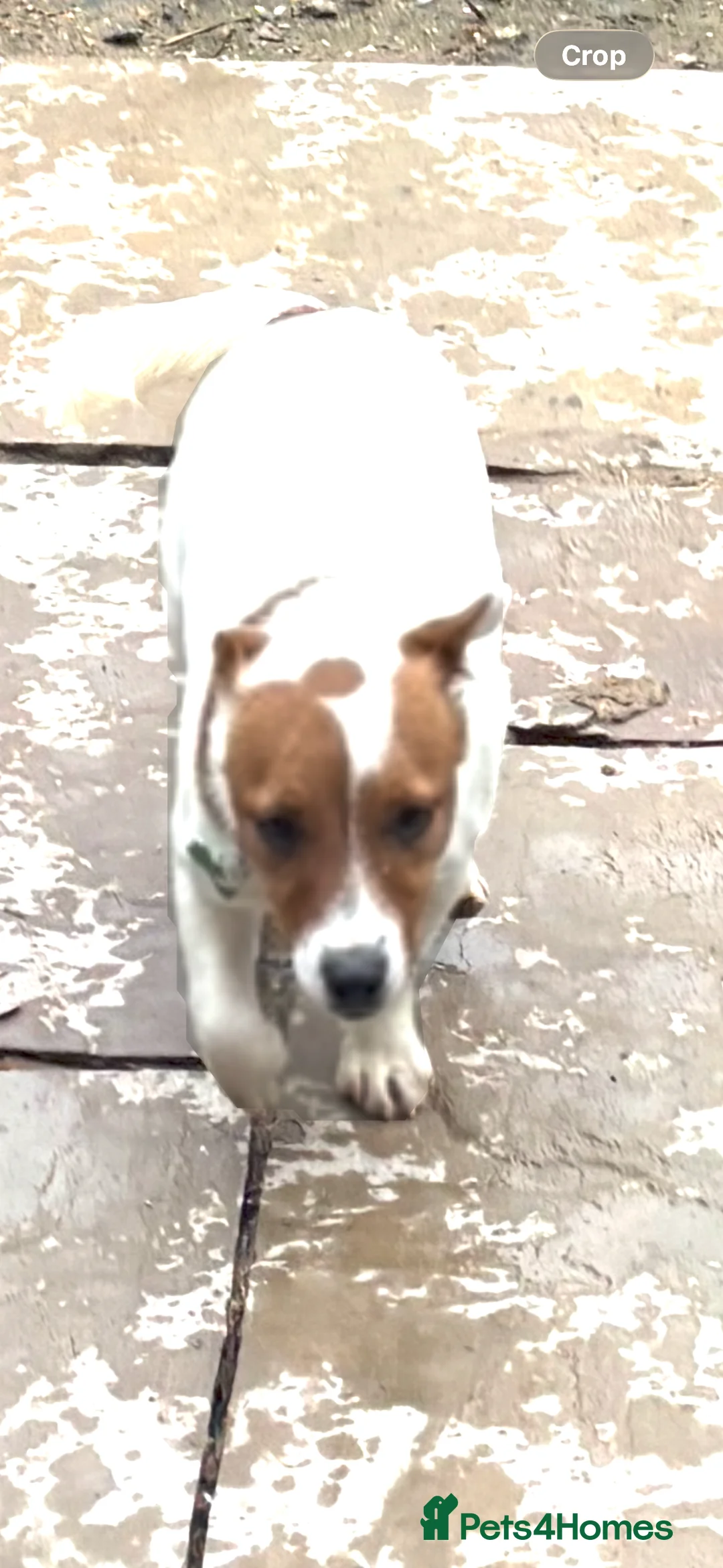 Jack Russell dogs for sale: Jack Russell  - Advert 2