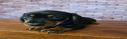Miniature Dachshund dogs for sale: Dachshund miniature Pups Black & tan 11th of April in Ashford - Advert 12