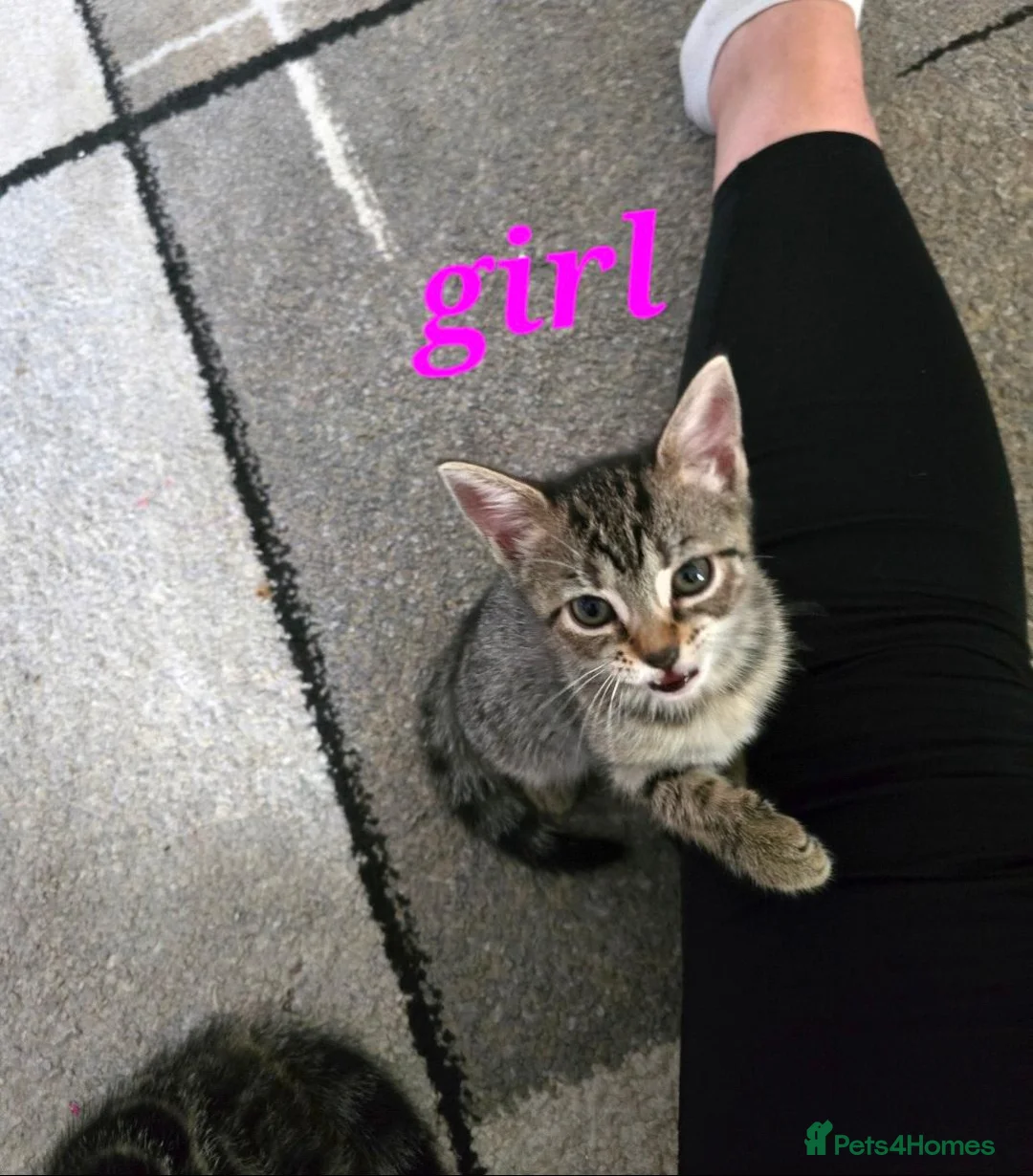Bengal cats for sale: beautiful bengal X kittens **ready to go** - Advert 16