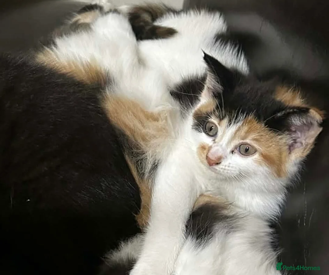 Mixed Breed cats for sale: 9 week old calico kitten! - Advert 2