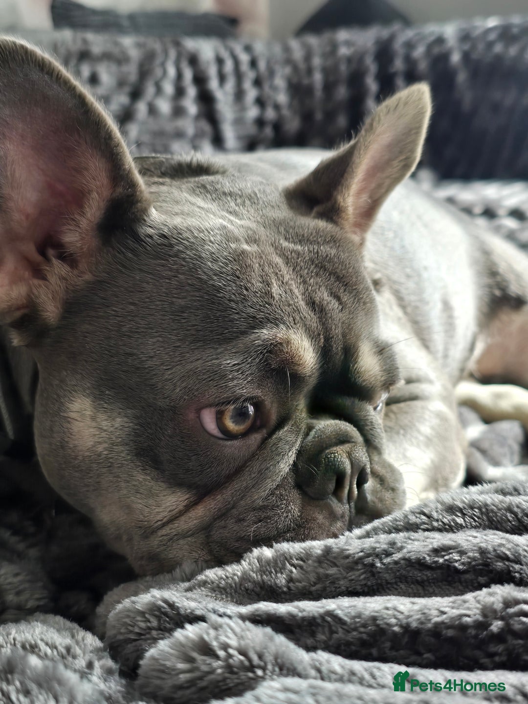 French Bulldog dogs for sale: Femal French bulldog - Image 3