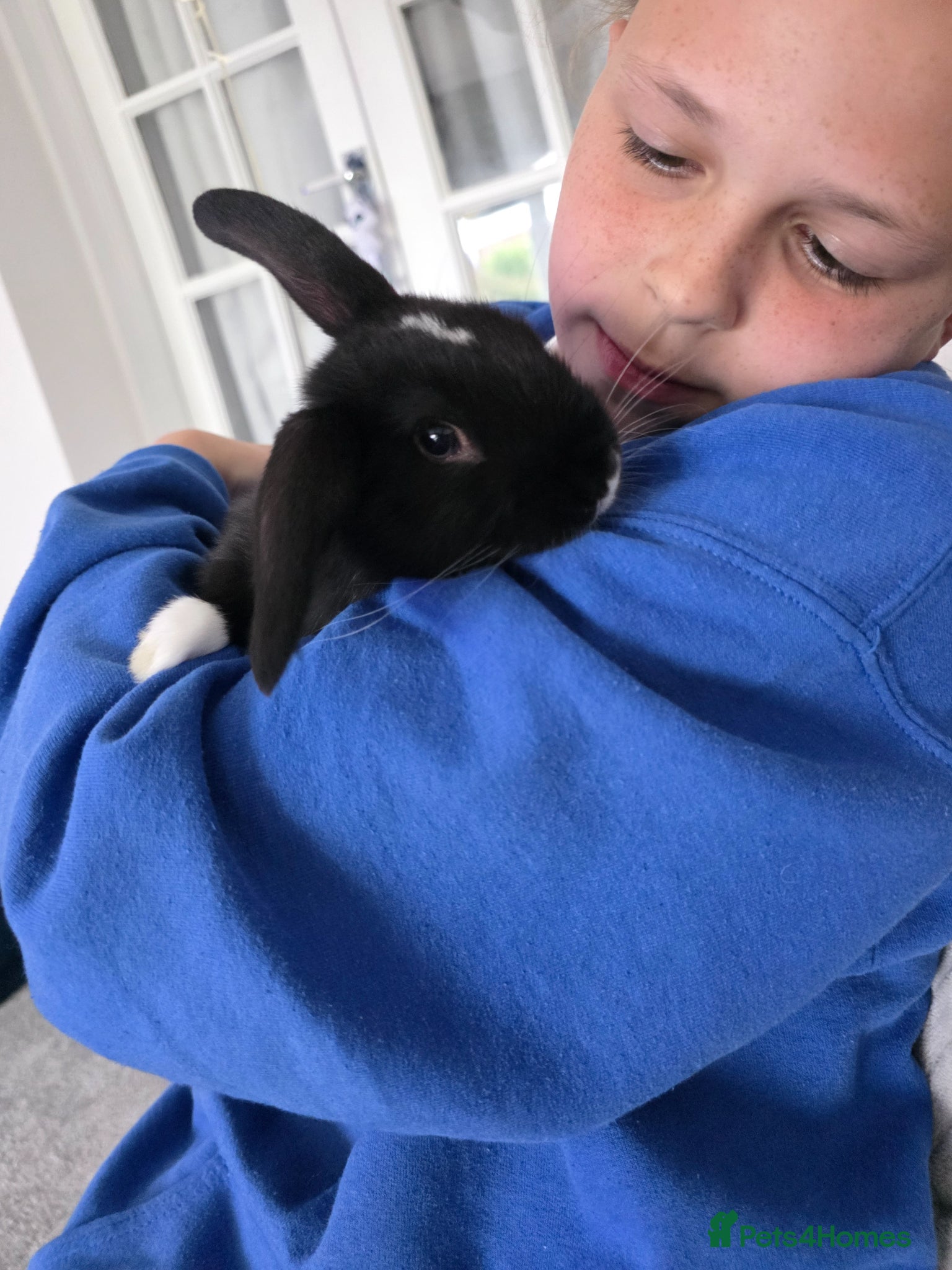 Mini Lop rabbits Baby rabbit - Advert 8