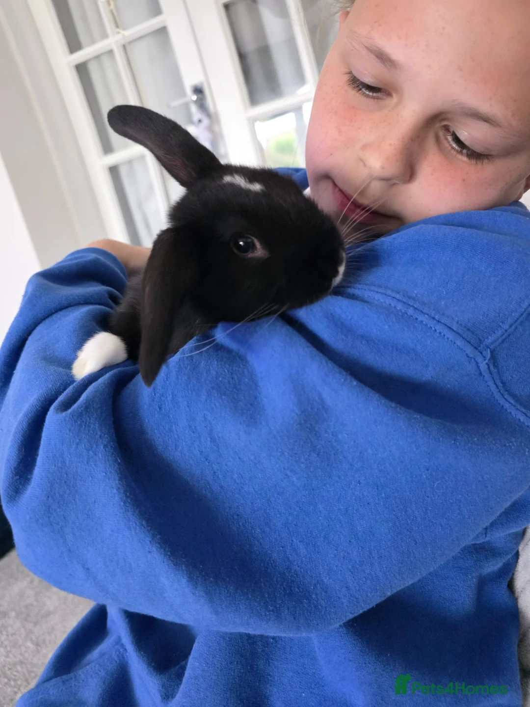 Mini Lop rabbits for sale: Baby rabbit - Advert 1