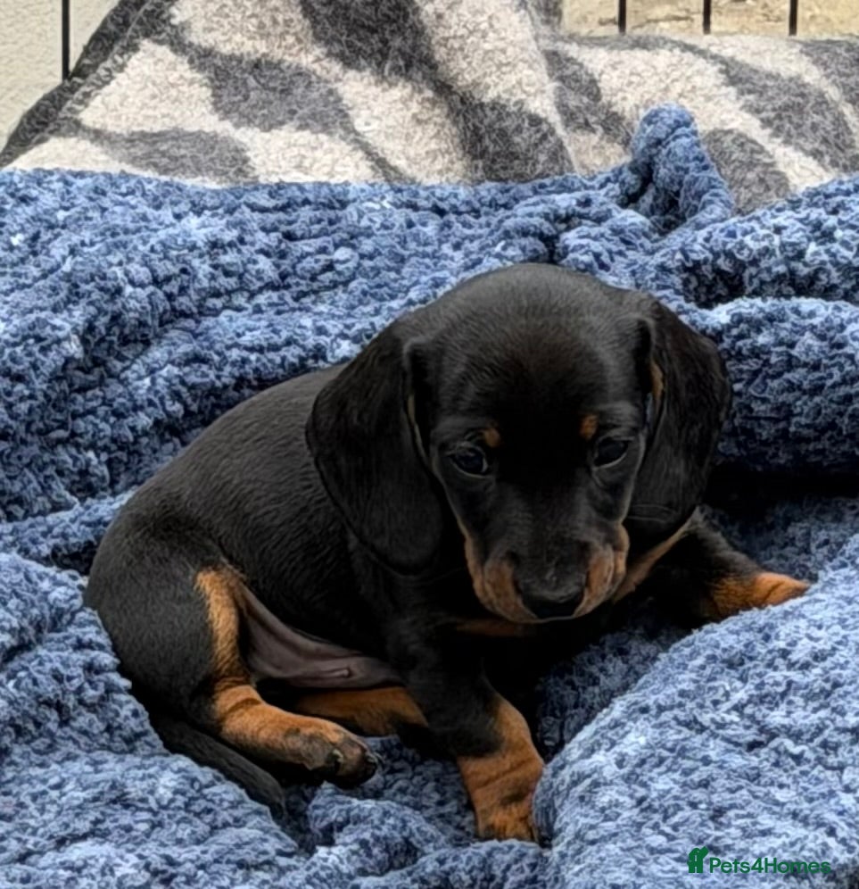 Miniature Dachshund dogs Meet Our Little Sausage Squad 🌭 - Advert 1