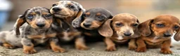 Dachshund dogs for sale: Healthy Dachshunds - Advert 8