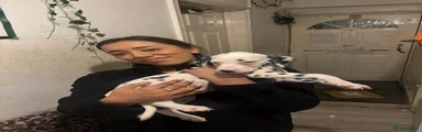 Dalmatian 6 aka Bubbles