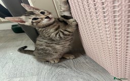 Bengal cats for sale: 🐾 Kittens Looking for a Loving Home! 🐾 - Image 13