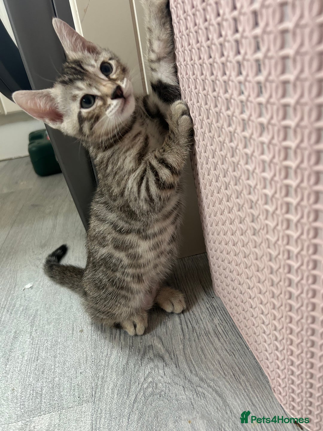 Bengal cats for sale: 🐾 Kittens Looking for a Loving Home! 🐾 - Image 13