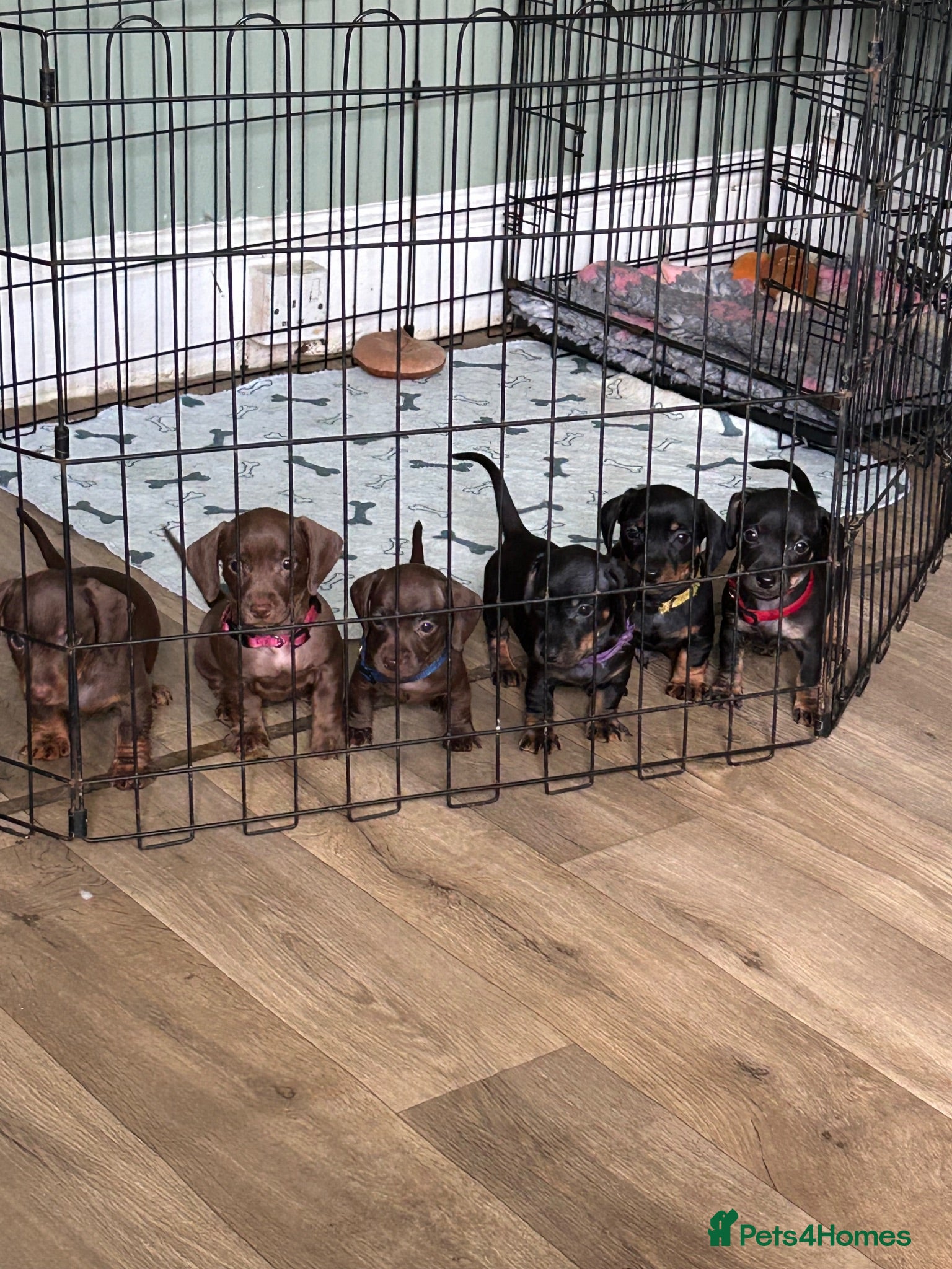 Miniature Dachshund dogs Miniature smooth haired dachshund pups for sale - Advert 2