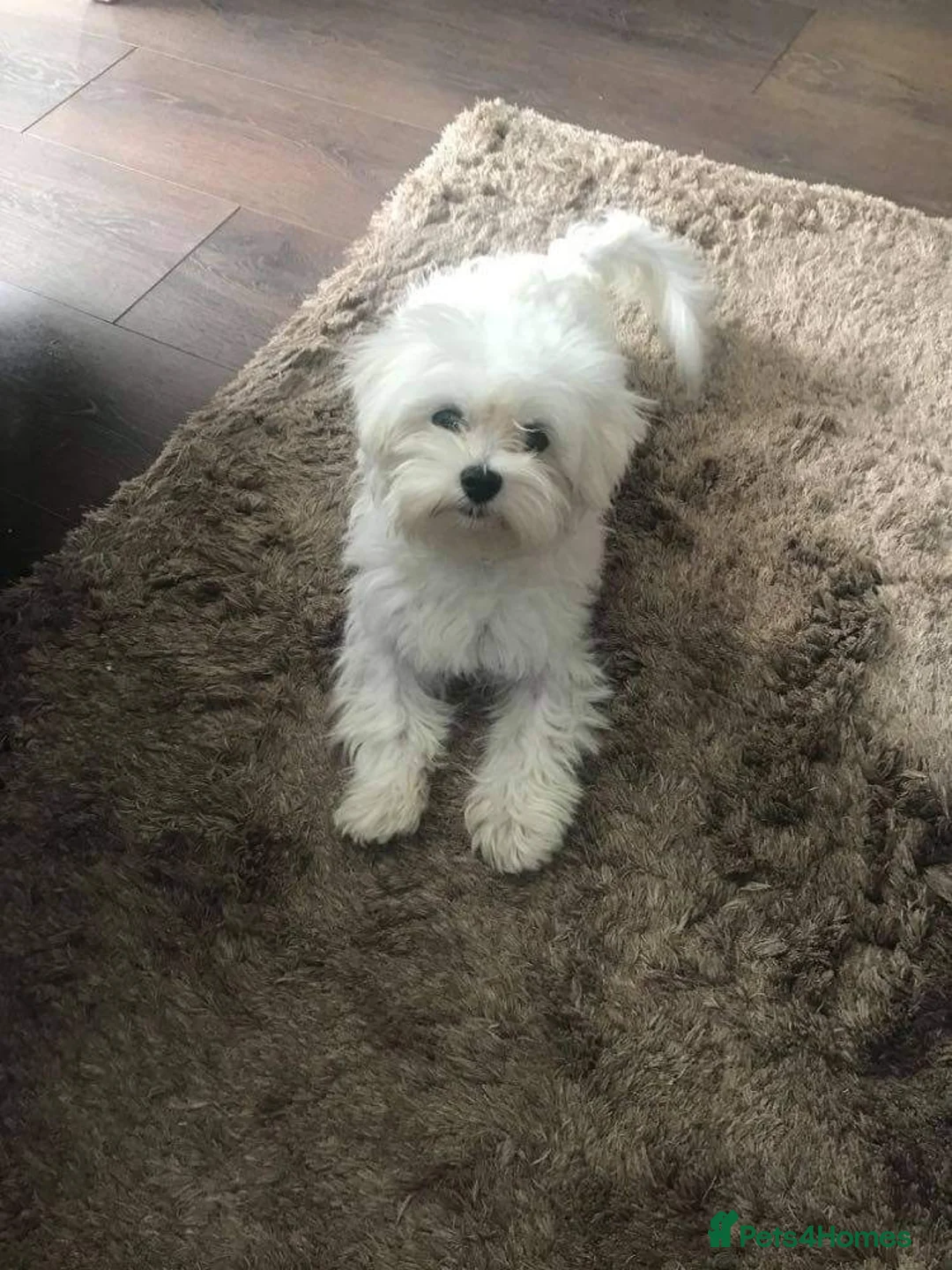 Maltese dogs for stud: KC registered Maltese for Stud duties (Proven) in Doncaster - Advert 5