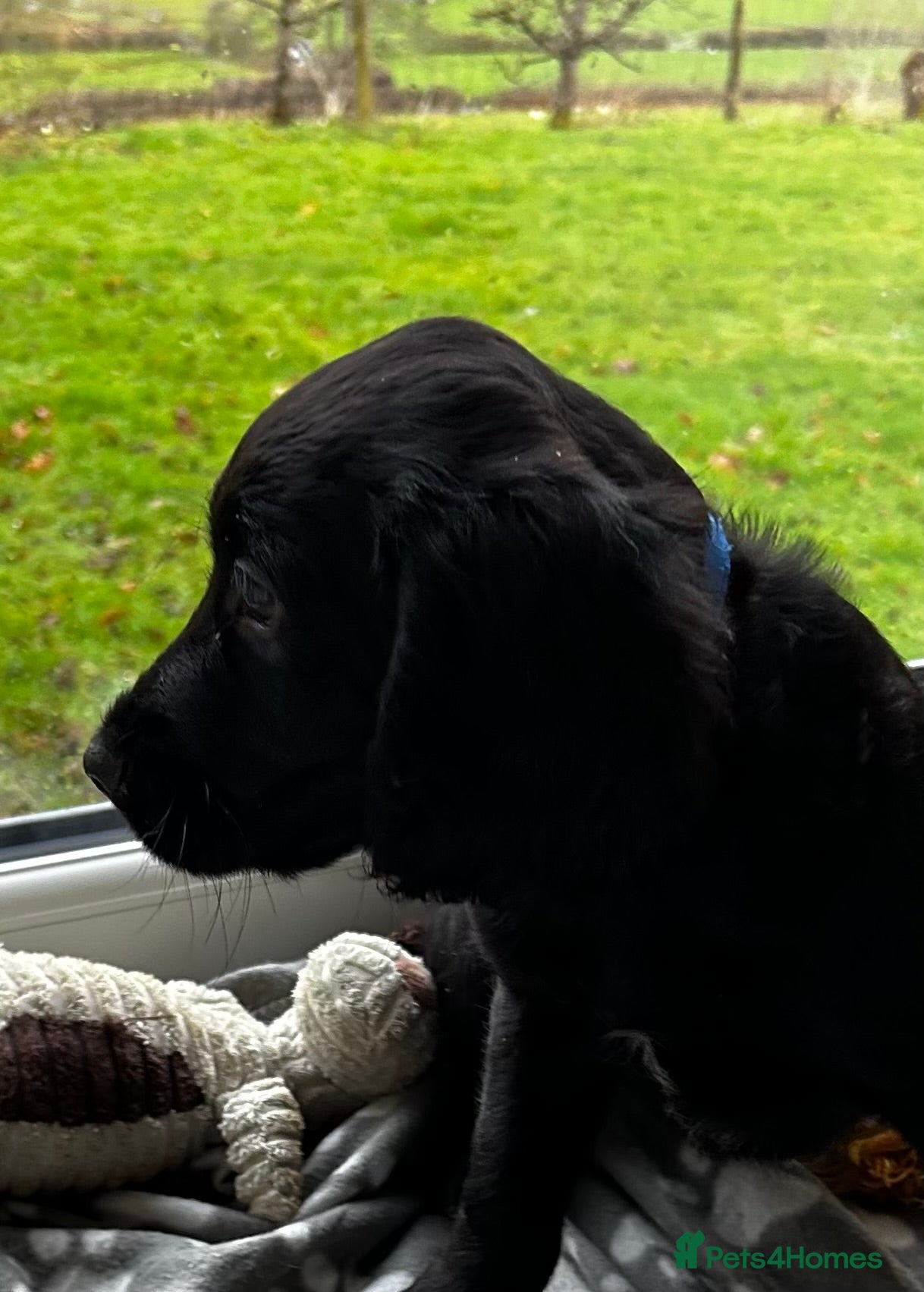 Cocker Spaniel dogs ✨ Cuddles Await from our Cocker Spaniel Pups  - Advert 3
