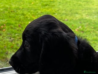 Cocker Spaniel dogs ✨ Cuddles Await from our Cocker Spaniel Pups - Advert 3