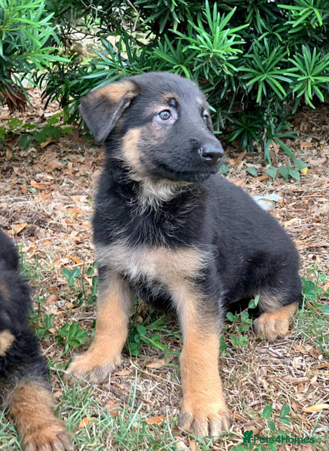 German Shepherd dogs for sale: Kc reg, health test parents german shepherds pups - Image 9