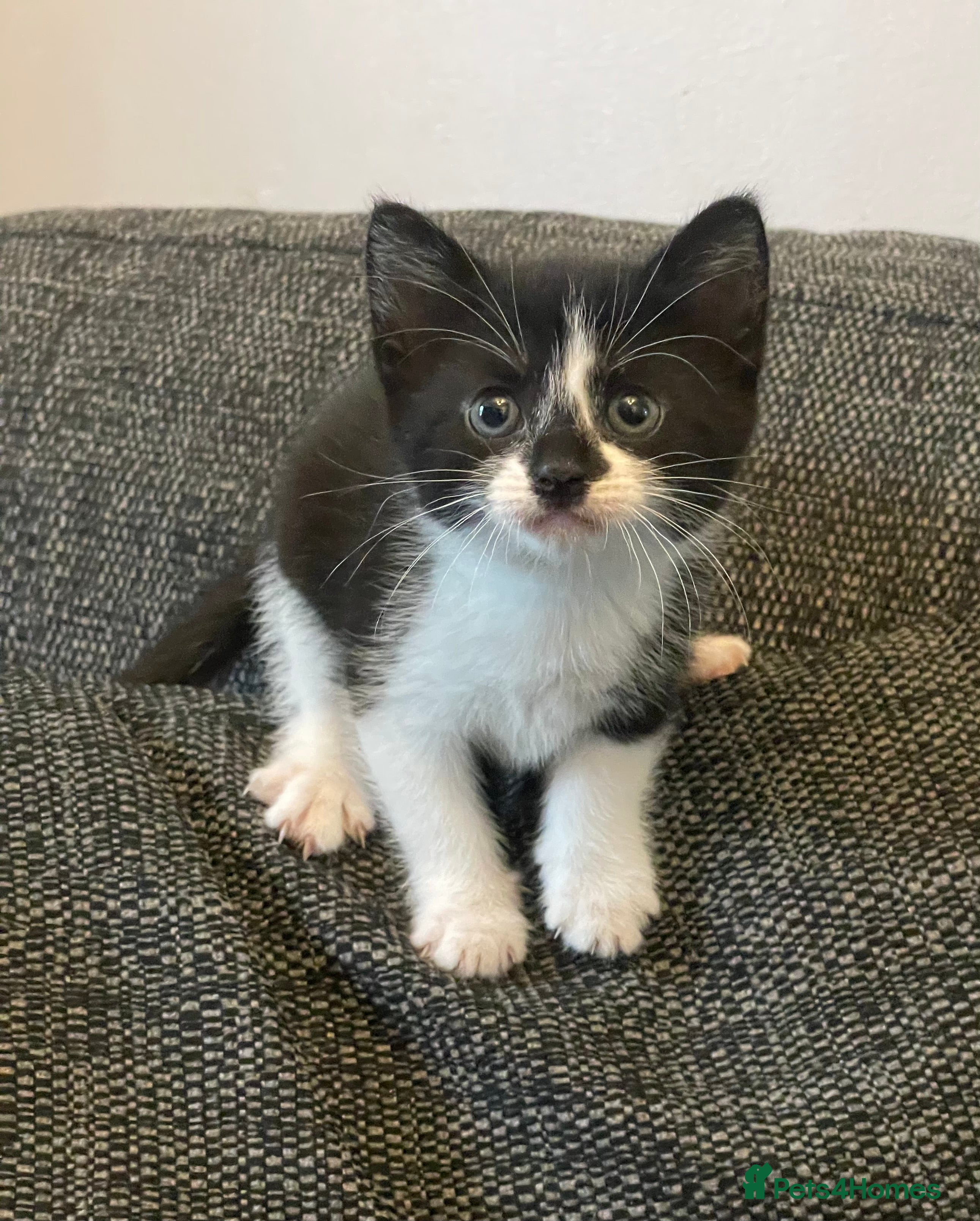 Mixed Breed cats for sale: Two beautiful kittens for sale in Derby - Advert 3