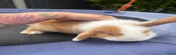 Mini Lop rabbits for sale: Pure breed Mini Lops  - Advert 9