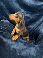 Dachshund dogs - Advert 15
