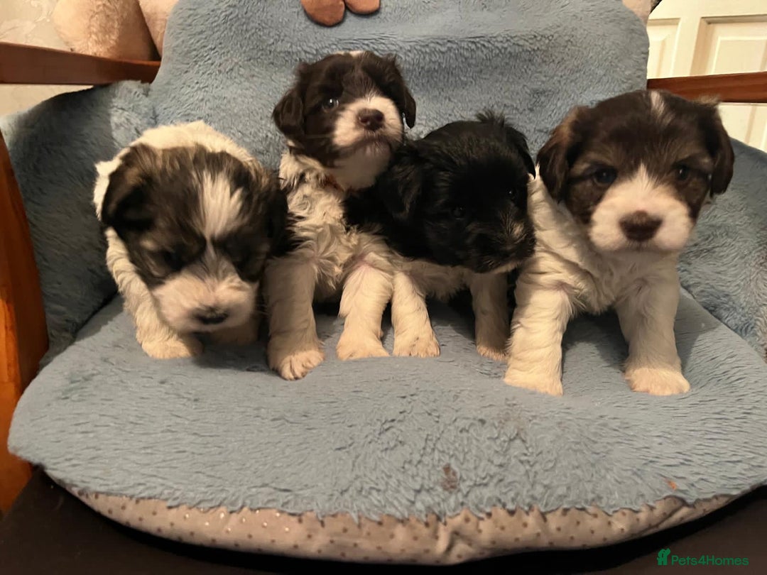 Miniature Schnauzer dogs for sale: OMG ❤️RARE  PEDIGREE PARTI MINIATURE SCHNAUZER  - Advert 16
