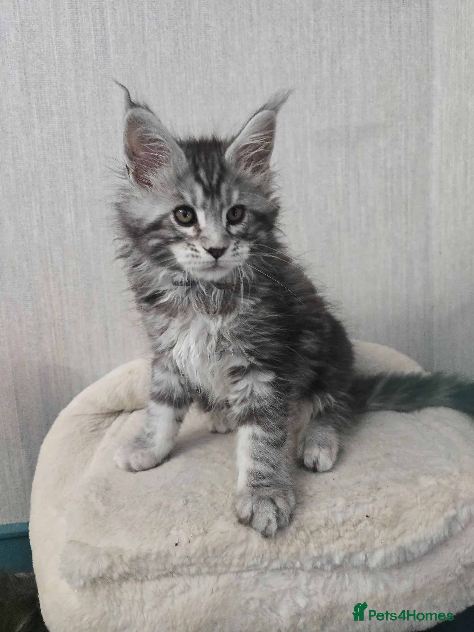 Maine Coon cats LAST BOY! TiCA Registered Maine Coon Kittens - Advert 1