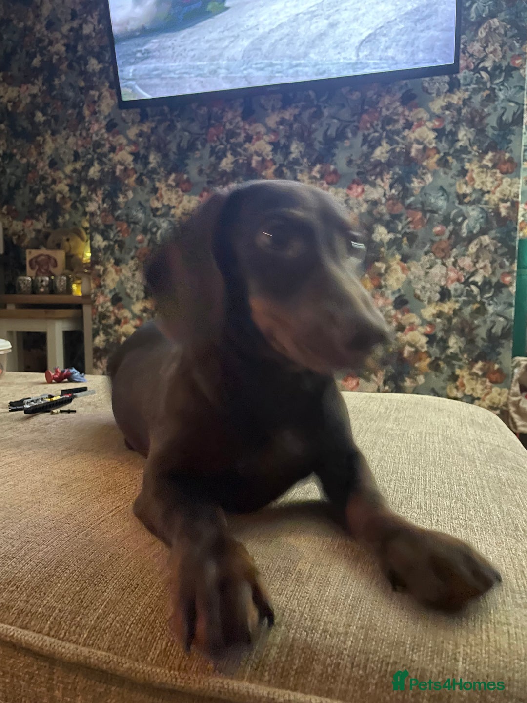 Dachshund dogs for sale: Handsome 1 year old male dachshund - Advert 4