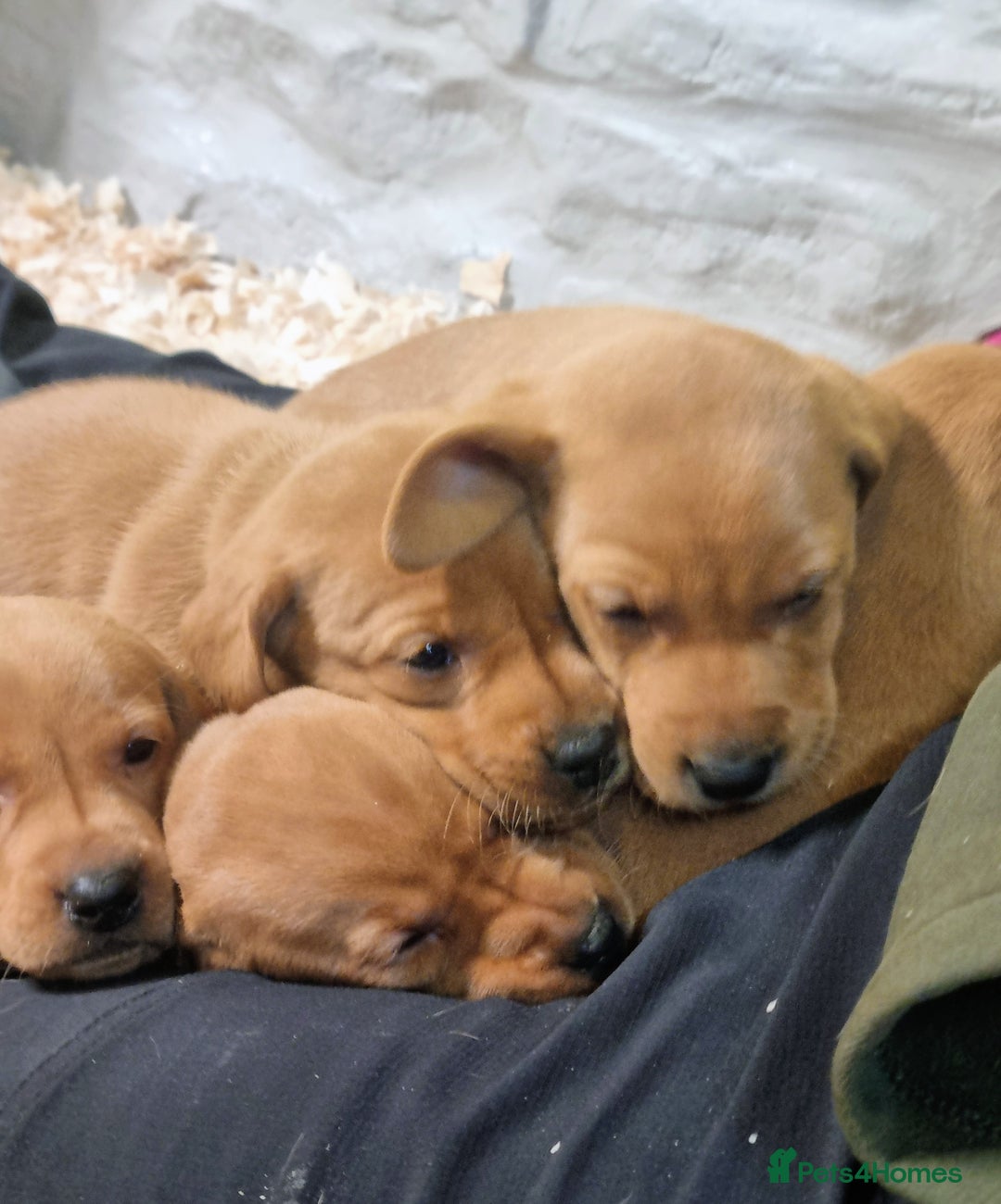 Hungarian Vizsla dogs for sale: Vizslador Puppies  - Advert 4