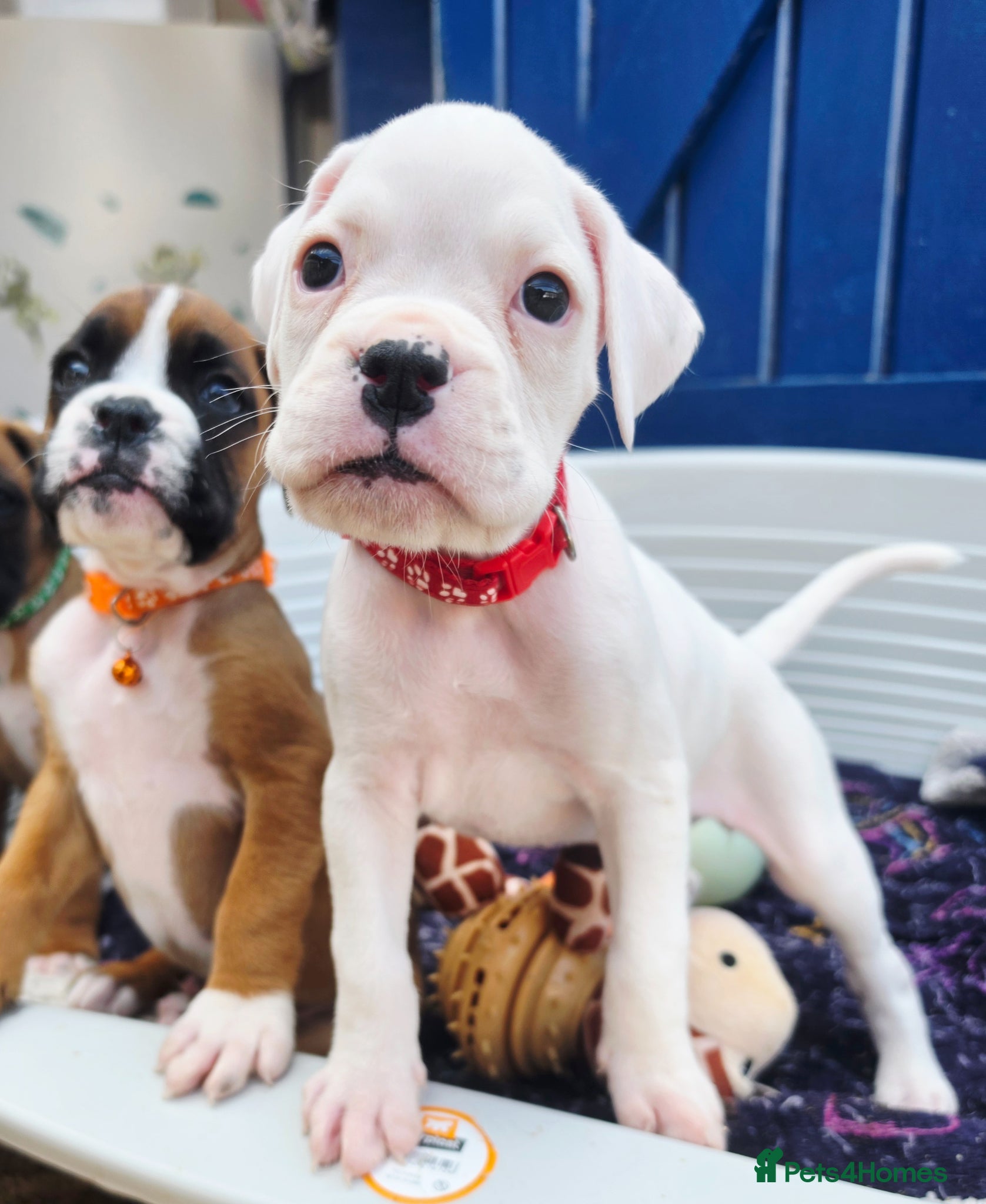 Boxer dogs Ready THIS week!Quality White KC Reg Boxer Puppies - Advert 3