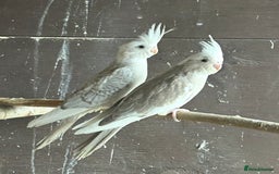 Cockatiels birds for sale: BeautifulBaby cockatiels - Image 1