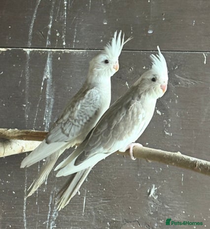 Cockatiels birds - Advert 8