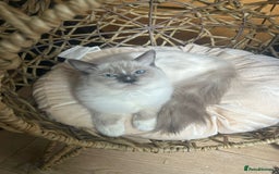 Ragdoll cats for sale: 🌸 Last Ragdoll Girl Available & Ready Now! 💕🐱 - Image 2