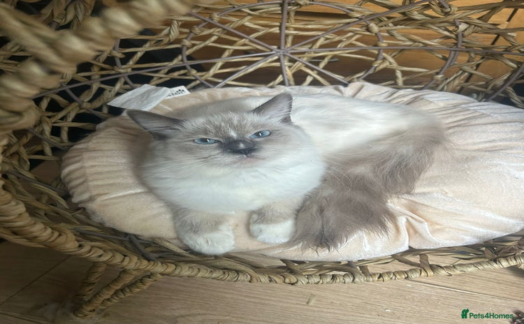 Ragdoll cats - Advert 3