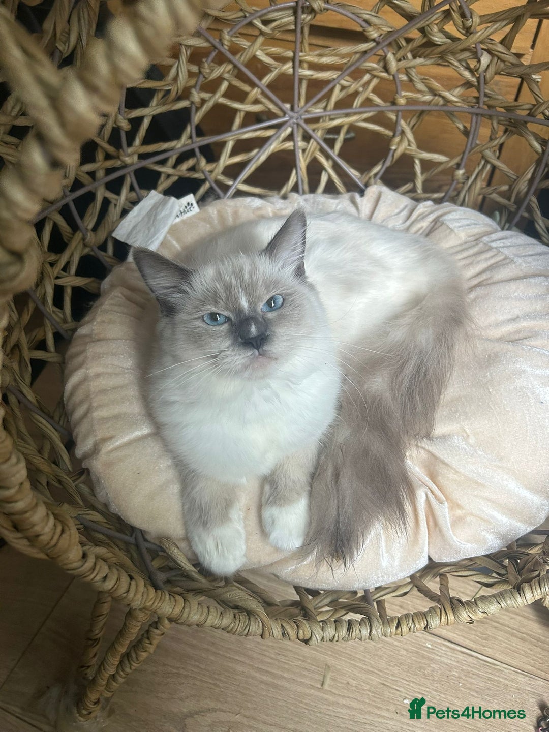 Ragdoll cats for sale: 🌸 Last Ragdoll Girl Available & Ready Now! 💕🐱 - Image 2