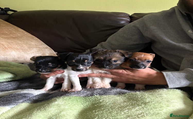 Jack Russell dogs - Advert 1