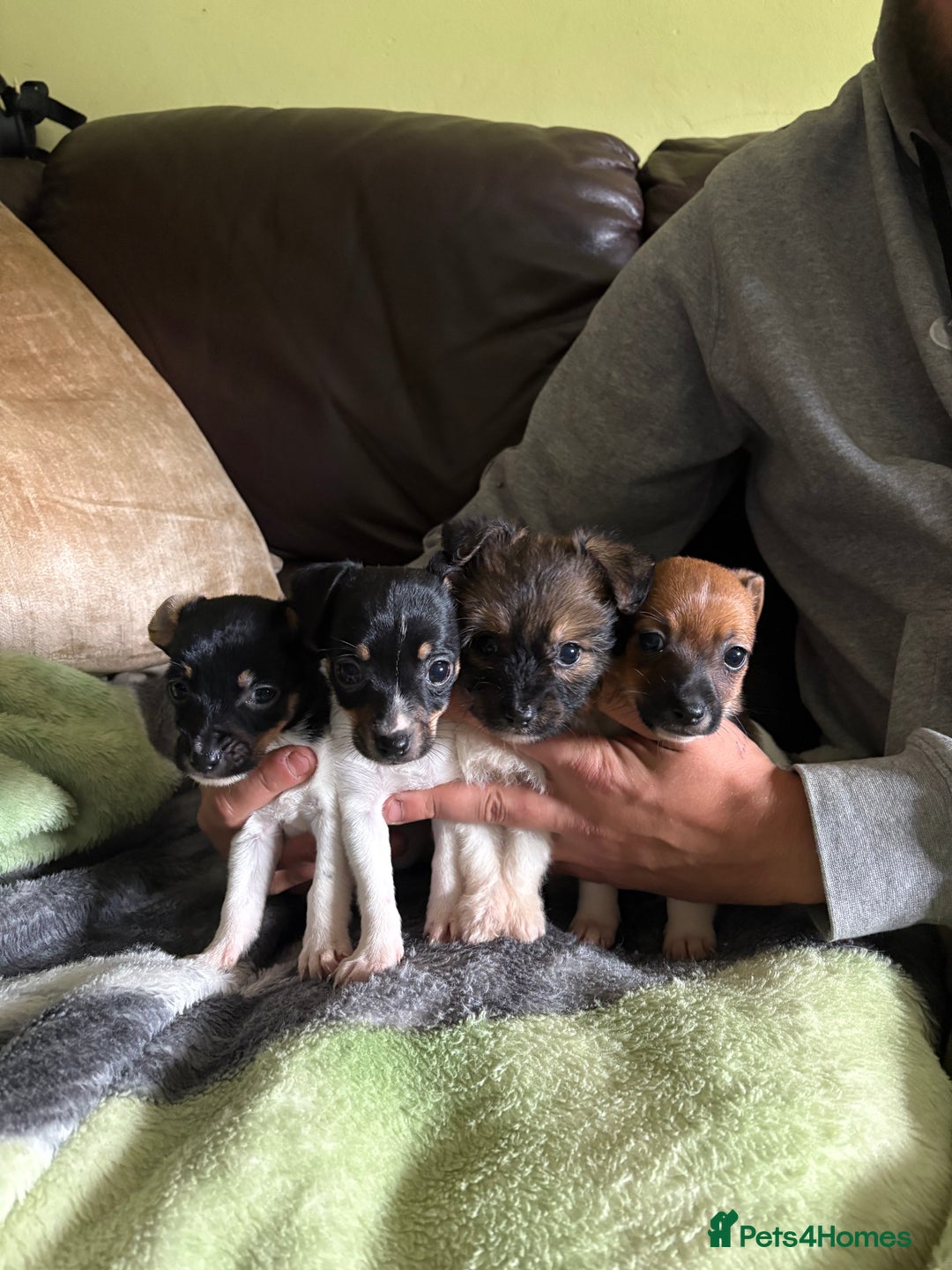 Jack Russell dogs for sale: Jack Russell puppies  - Image 1