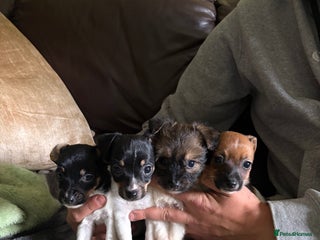 Jack Russell dogs - Advert 12