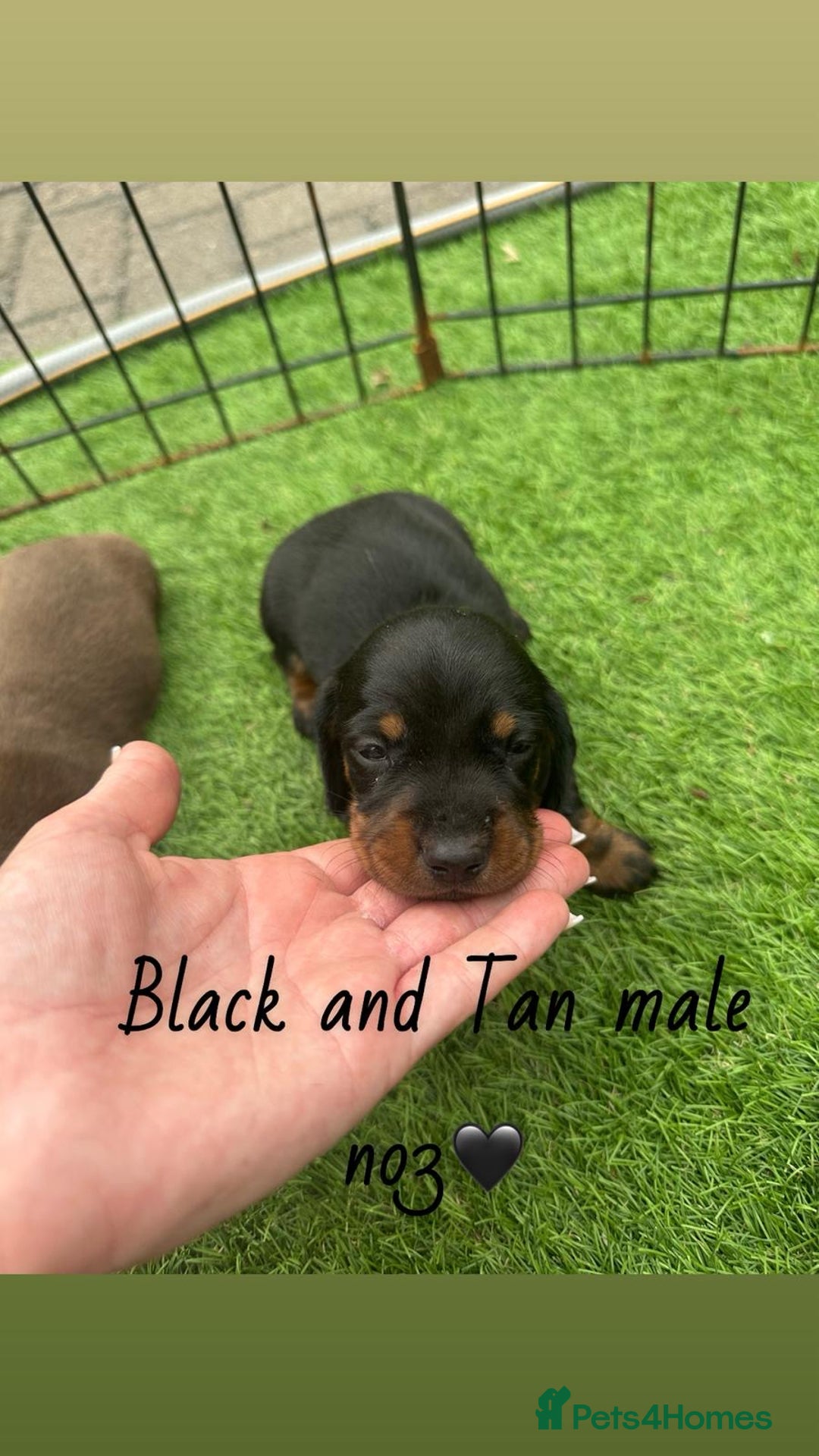 Miniature Dachshund dogs for sale: 🐾 Miniature Dachshund Puppies for Sale  🐾 - Image 11