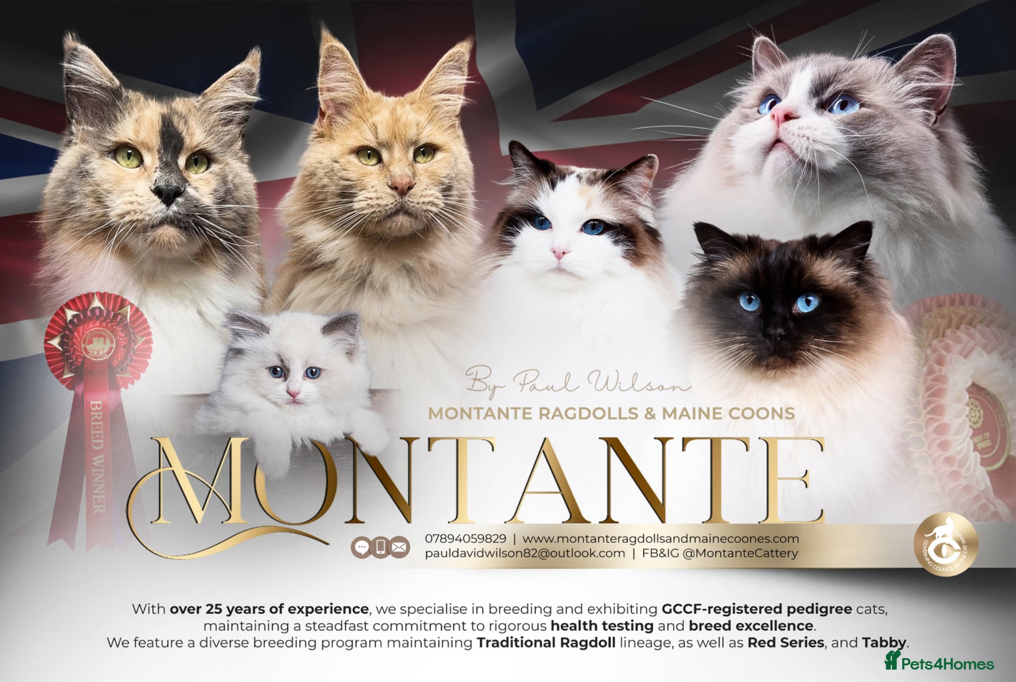 Maine Coon cats for sale: Maine Coon Kittens.. GCCF Reg and Health Tested.  - Advert 1