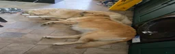 Golden Retriever dogs for sale: 9 beautiful golden retriever puppies - Advert 20
