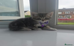 British Shorthair cats for sale: Cutie and cozy kittens are ready to join your home - Image 3
