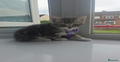 British Shorthair cats - Advert 16