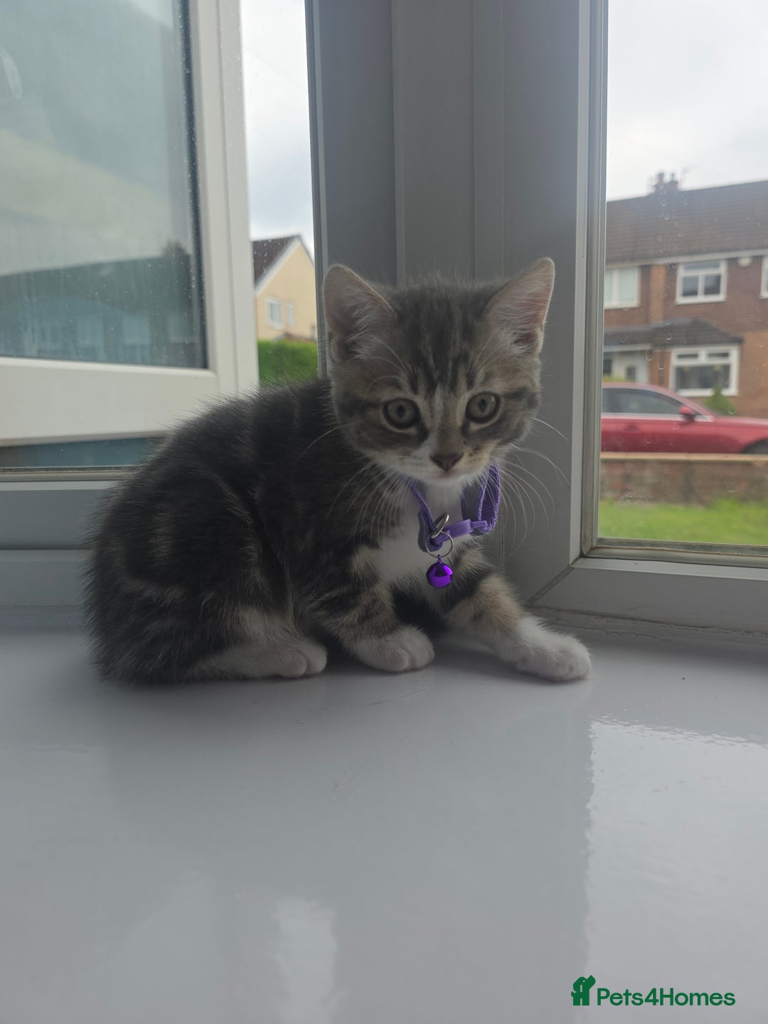 British Shorthair cats for sale: Cutie and cozy kittens are ready to join your home - Image 3