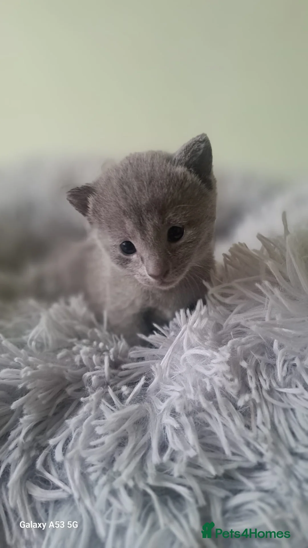 Russian Blue cats for sale: TICA 5* Pedigree Russian Blue Kittens - Advert 2
