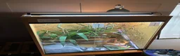 Chameleon reptiles for sale: Yemen Chameleon + Vivarium Setup Kit - Advert 9