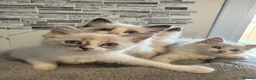 Ragdoll cats for sale: Stunning Ragdoll kittens - Advert 8