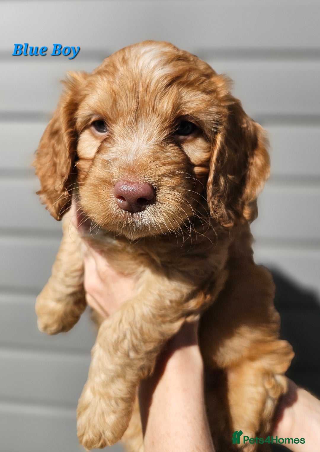 Mixed Breed dogs for sale: F2 Cockapoo's  - Image 4