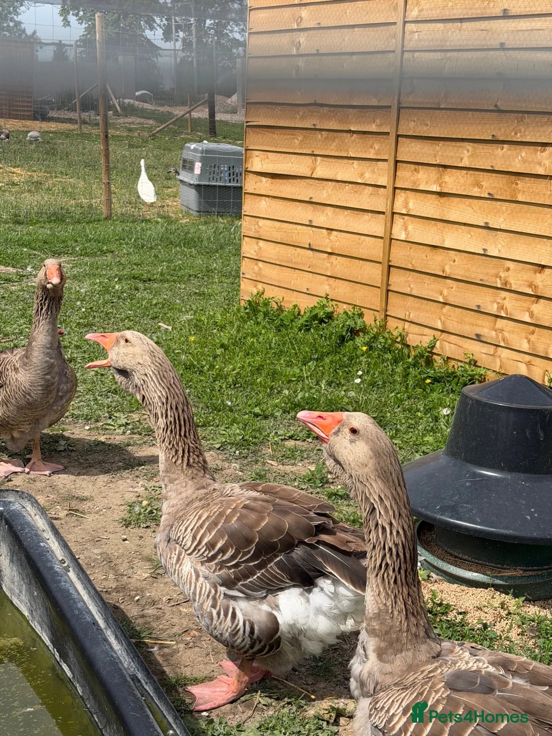 Geese poultry for sale: Toulouse & African Geese - Advert 2