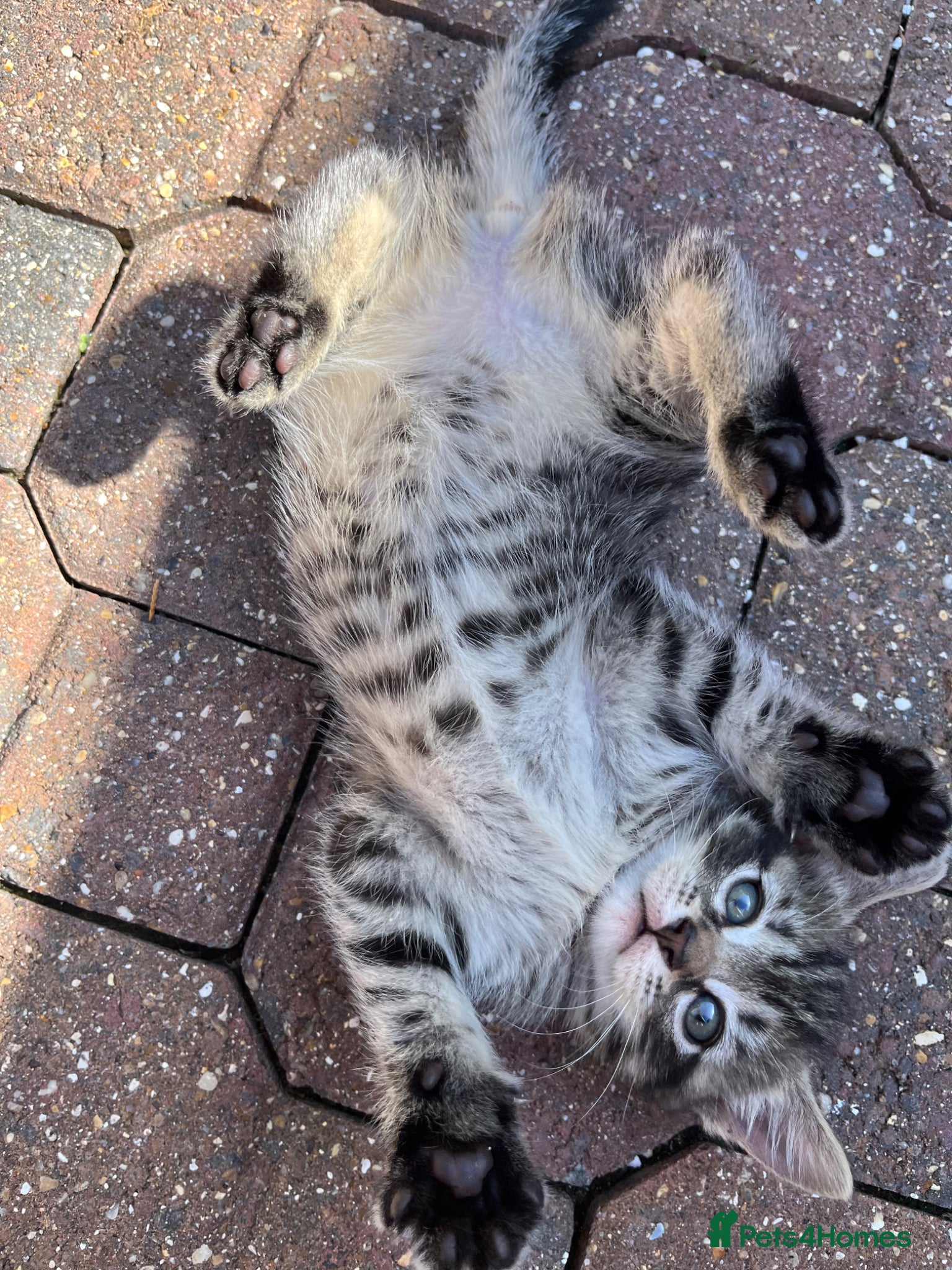 Domestic Shorthair cats Playful Tabby Kittens Ready - Advert 20